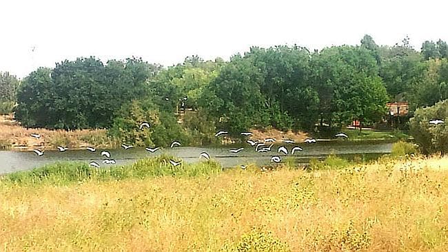 Club Deportivo El Pielago - fútbol in Ciudad Real